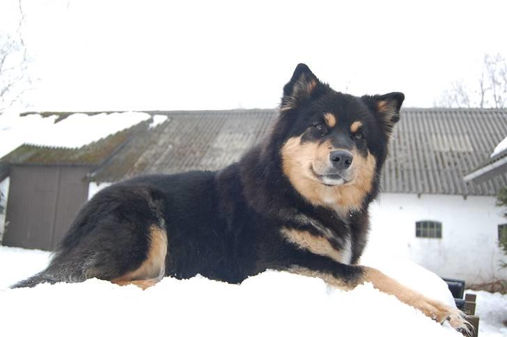 Finsk lapphund DKCH Fjällfarmens Oliwia - På havebordet i gårdspladsen ;) Posere kan man vel altid? ;D billede 40