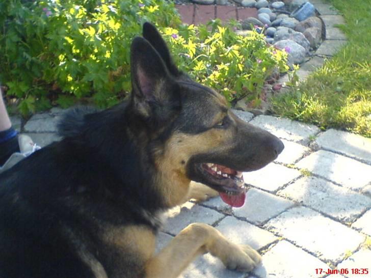 Blanding af racer Bodo *R.I.P*  billede 5