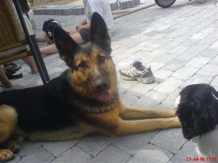 Blanding af racer Bodo *R.I.P*  billede 6