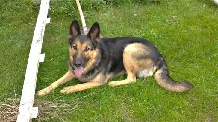 Blanding af racer Bodo *R.I.P*  - Du vil aldrig blive glemt Bodo <3 billede 7