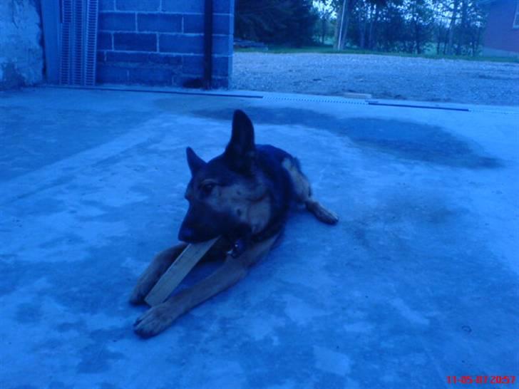 Blanding af racer Bodo *R.I.P*  - bare rolig jeg har fat i den nu :) billede 9