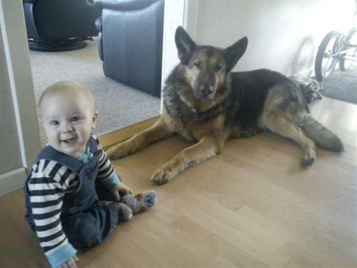 Blanding af racer Bodo *R.I.P*  - En af Bodo´s sidste dage på denne jord :´( Elsker dig Bodo <3 billede 10