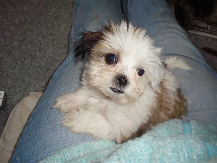 Lhasa apso Sifrine billede 1