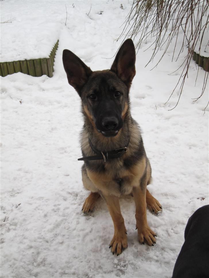 Schæferhund Abardi Chaos billede 6