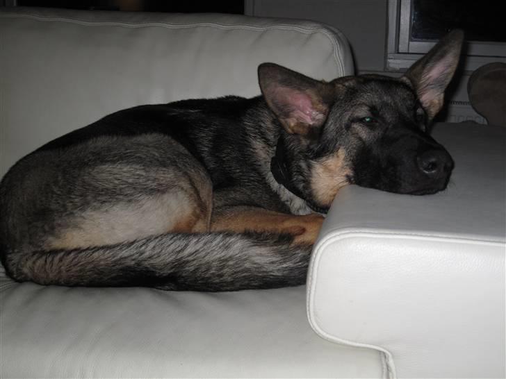 Schæferhund Abardi Chaos billede 7