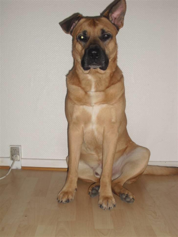 Blanding af racer Tyson billede 20