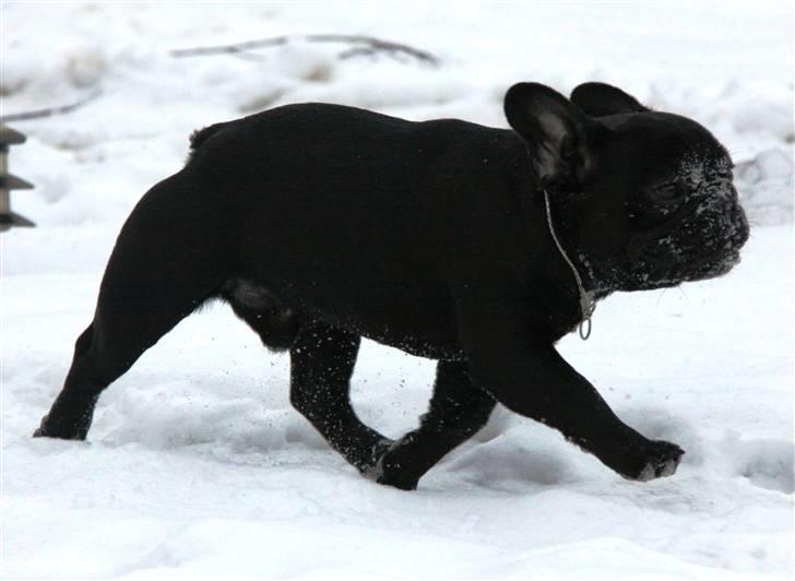 Fransk bulldog Diesel House Taddy billede 9