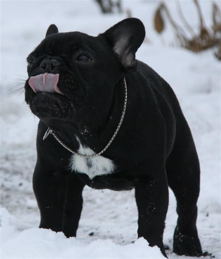 Fransk bulldog Diesel House Taddy billede 10