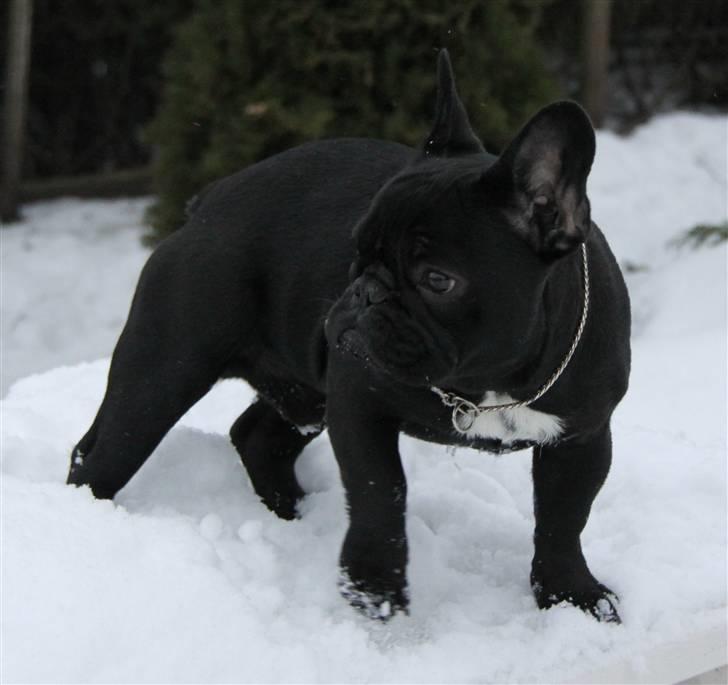 Fransk bulldog Diesel House Taddy billede 11