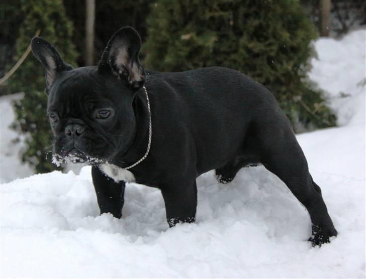 Fransk bulldog Diesel House Taddy billede 12