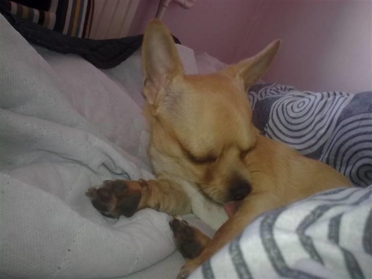 Chihuahua Hugo - Slikker min pels :) billede 11