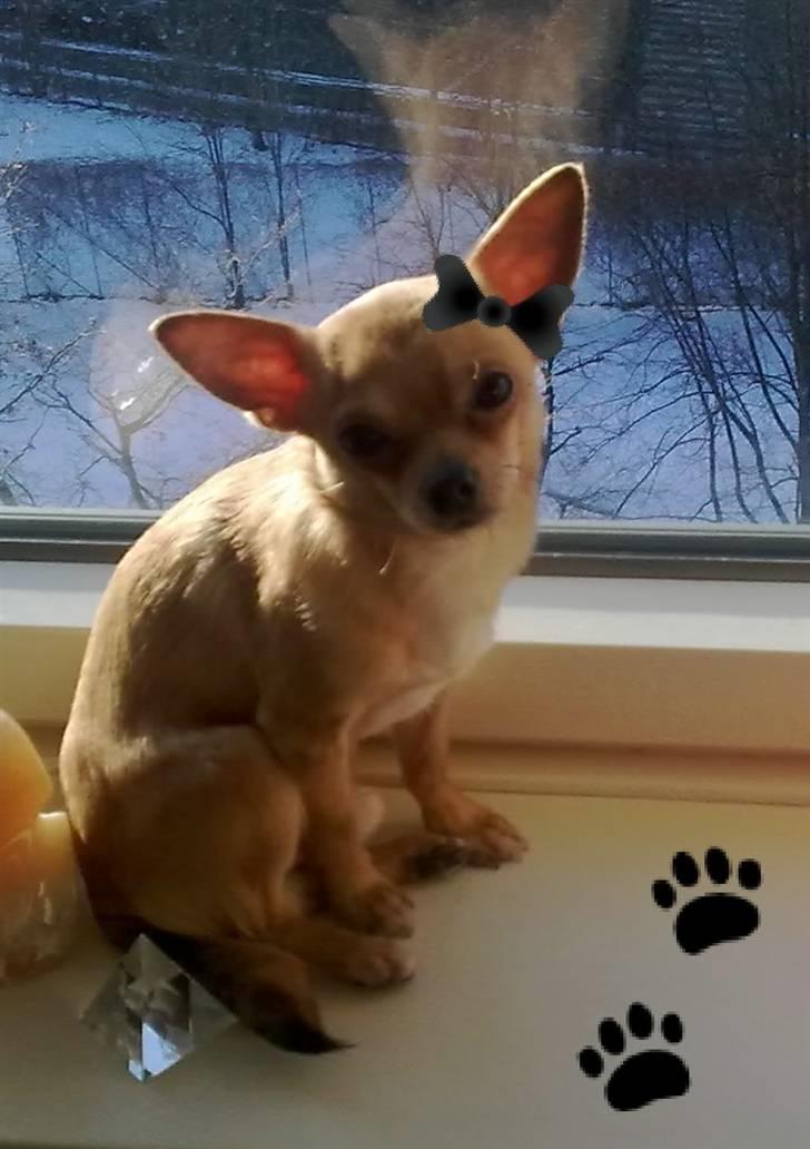 Chihuahua Hugo - Her har mor tegnet en sløjfe på mig.. hva er meningen?  billede 12
