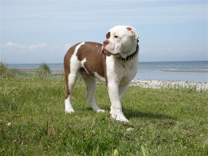 Renascence Bulldogge ozzi - ozzi sommer 2009 billede 1
