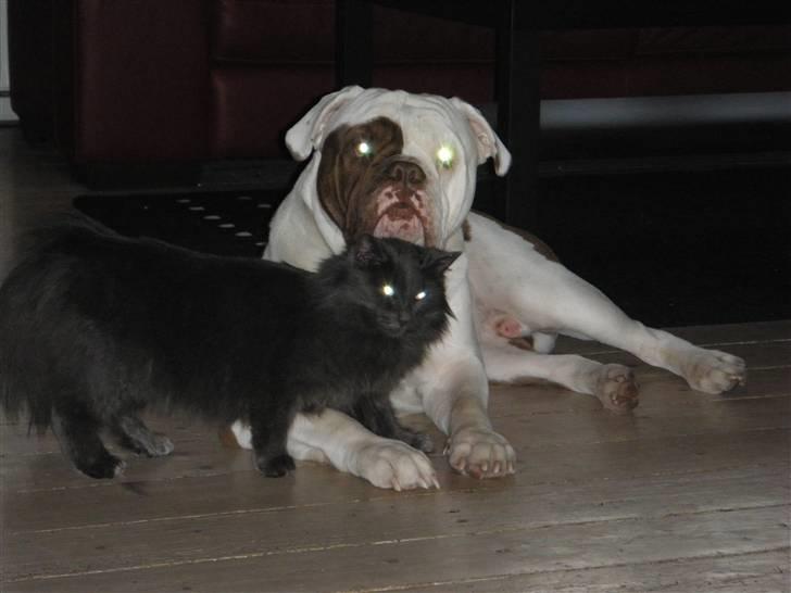 Renascence Bulldogge ozzi - dec.2009 billede 2