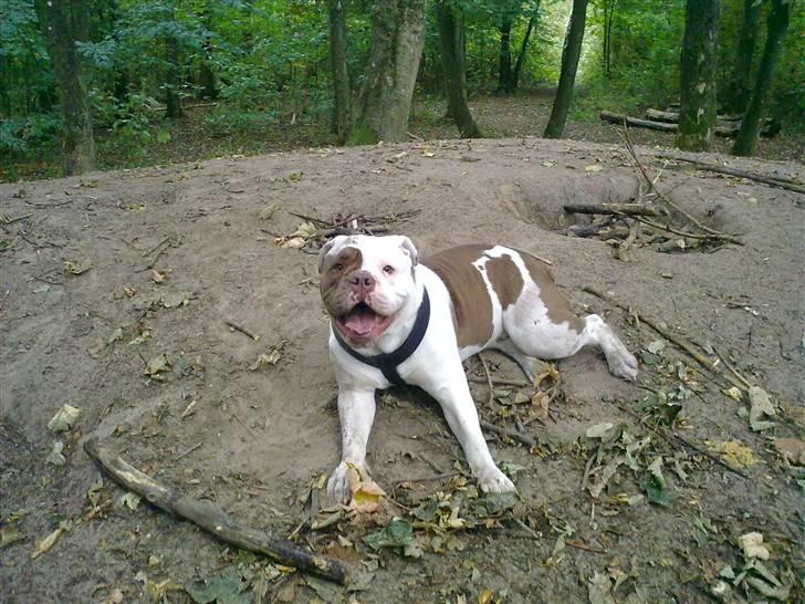Renascence Bulldogge ozzi - sommer 2009 billede 4