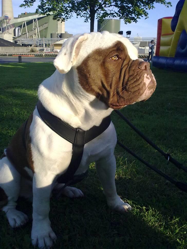 Renascence Bulldogge ozzi - sommer 2009 billede 5