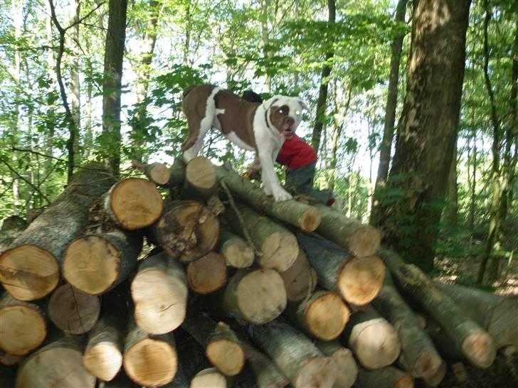 Renascence Bulldogge ozzi - 2009 billede 6