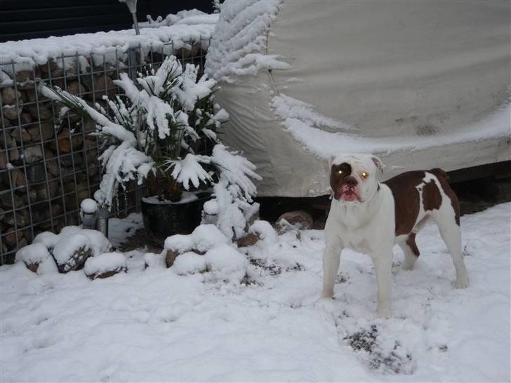 Renascence Bulldogge ozzi - jan2010 billede 7