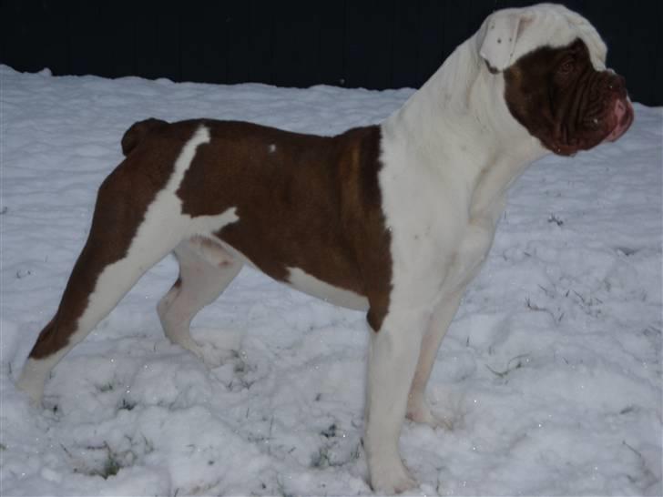 Renascence Bulldogge ozzi - jan2010 billede 8