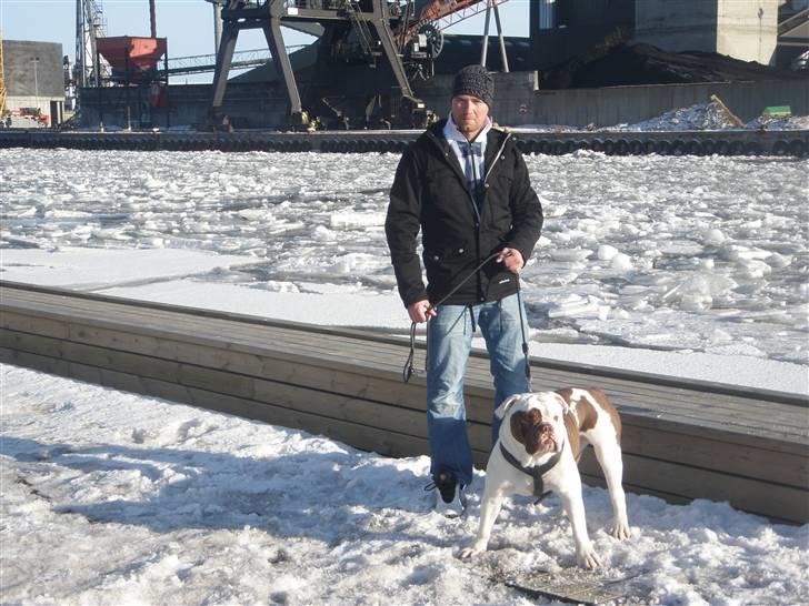 Renascence Bulldogge ozzi billede 9