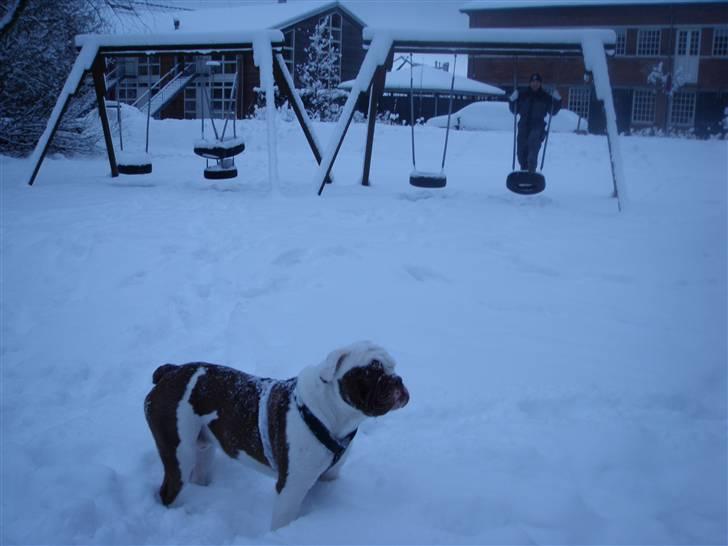 Renascence Bulldogge ozzi - JAN 2009 billede 10