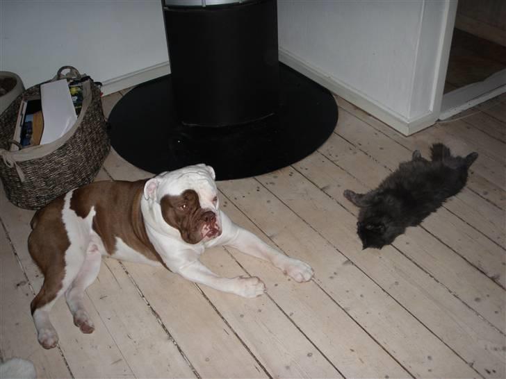 Renascence Bulldogge ozzi billede 11