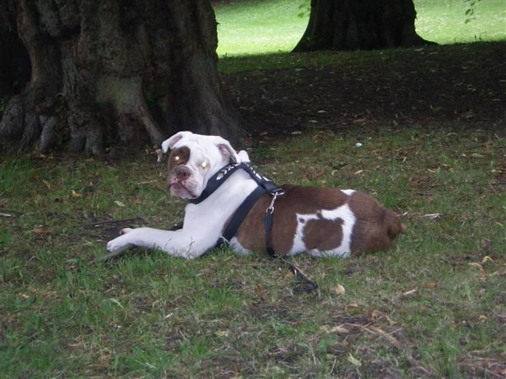 Renascence Bulldogge ozzi billede 12