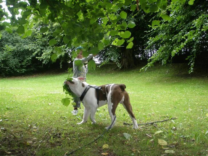 Renascence Bulldogge ozzi billede 13