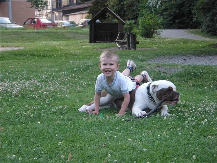 Renascence Bulldogge ozzi billede 14