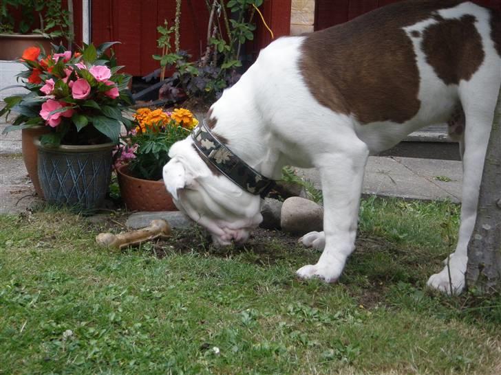 Renascence Bulldogge ozzi billede 15