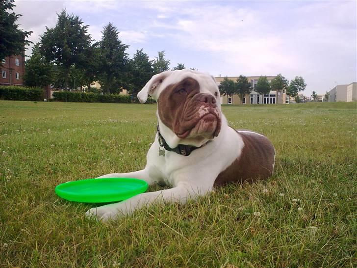 Renascence Bulldogge ozzi billede 16