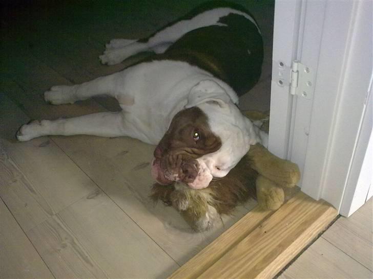 Renascence Bulldogge ozzi billede 17