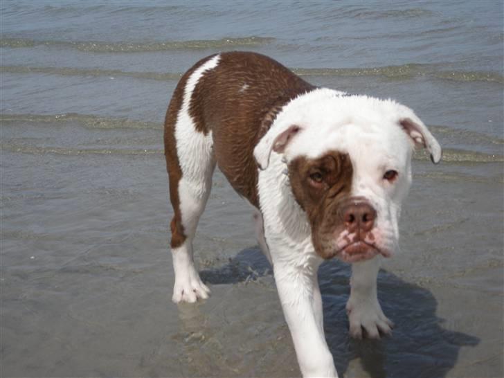 Renascence Bulldogge ozzi billede 18