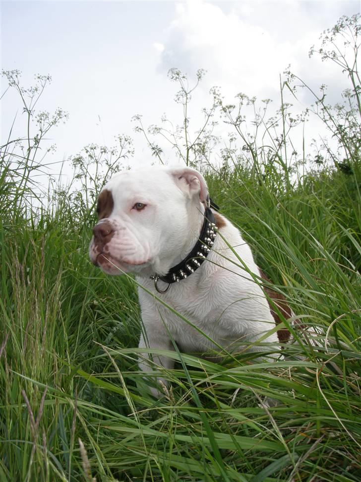 Renascence Bulldogge ozzi billede 19