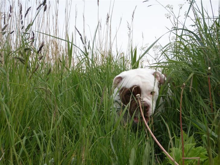 Renascence Bulldogge ozzi billede 20