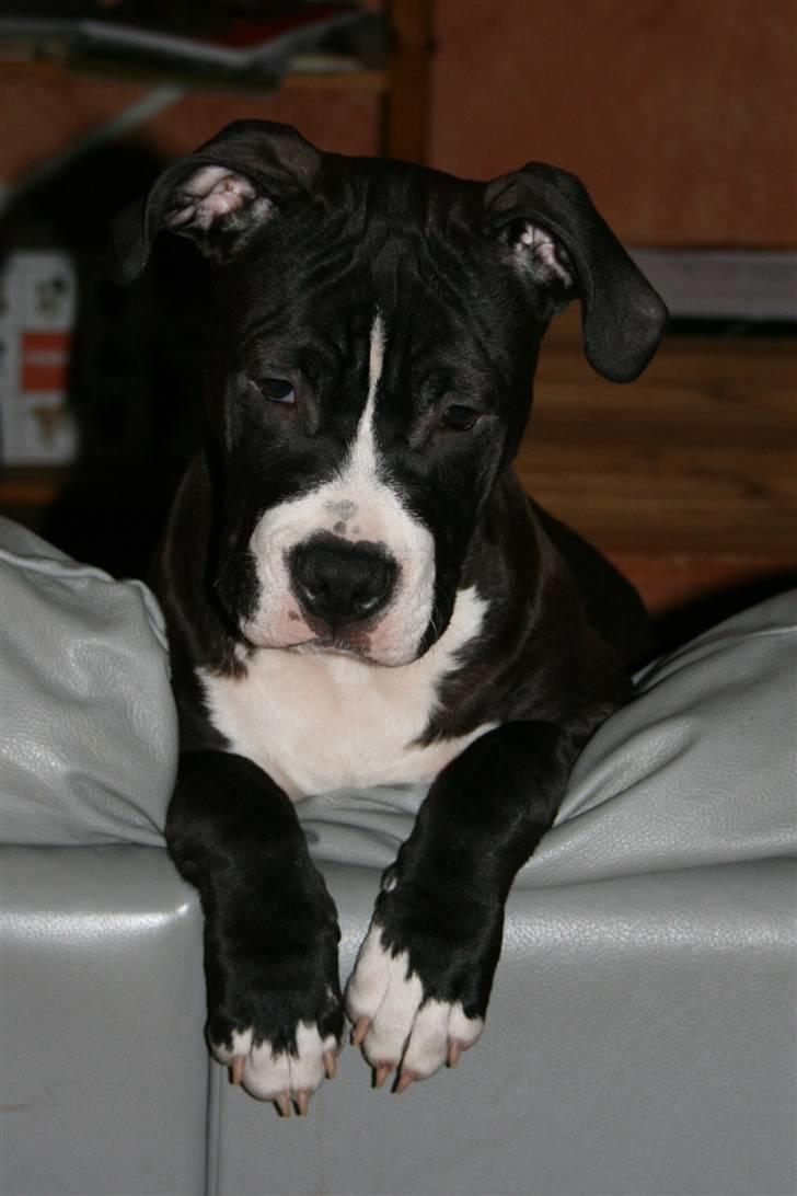 Amerikansk staffordshire terrier Homer - Haha jeg kan få min mor til alt når jeg laver det her ansigt :P billede 15