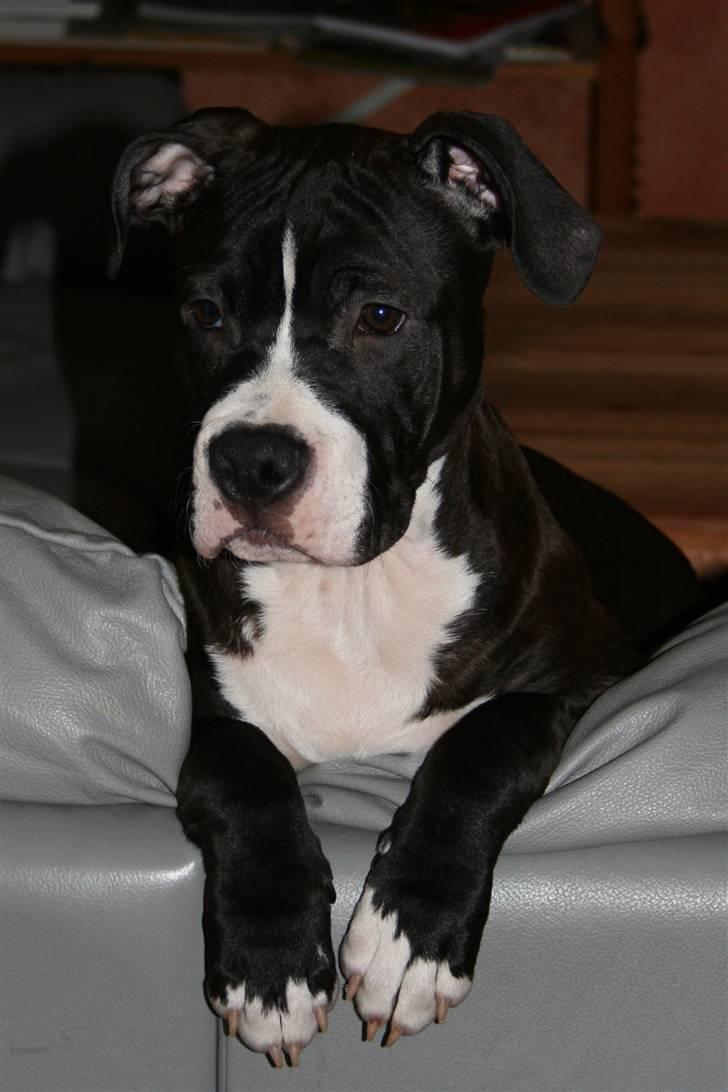 Amerikansk staffordshire terrier Homer billede 16