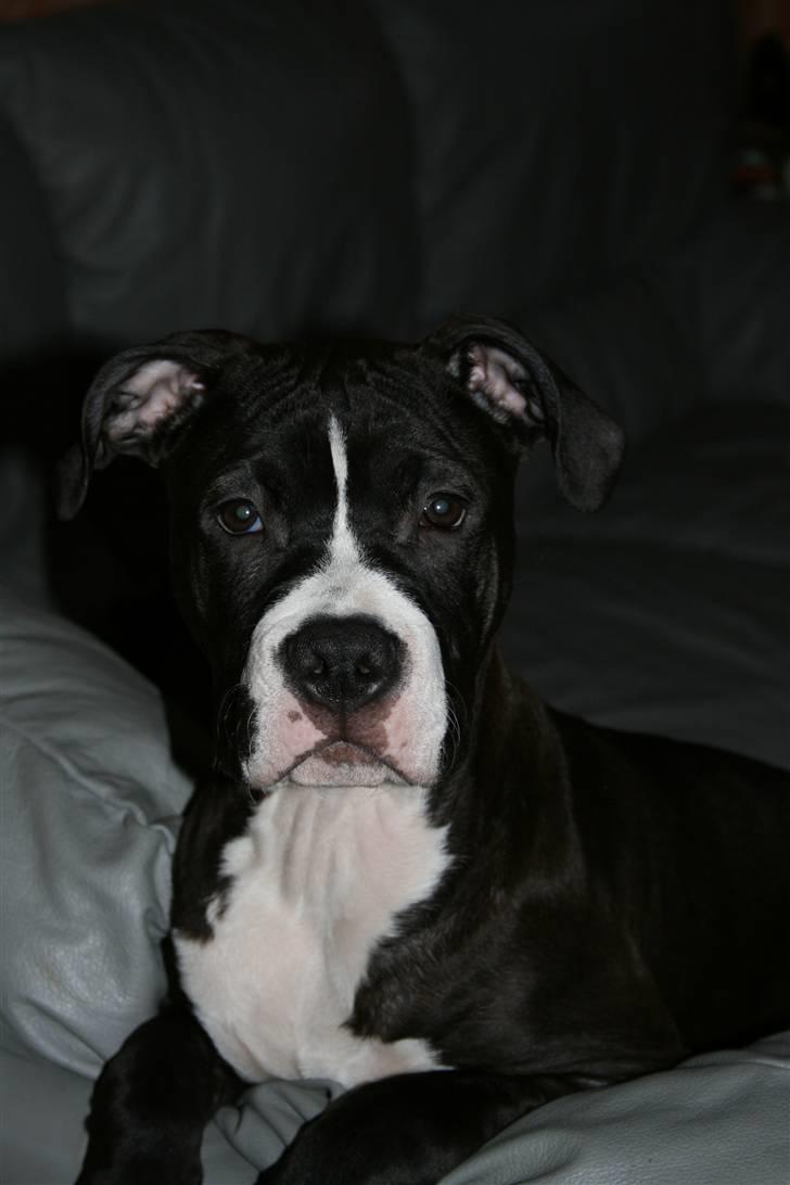 Amerikansk staffordshire terrier Homer billede 17