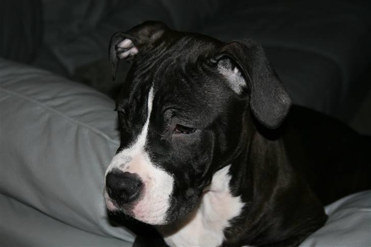 Amerikansk staffordshire terrier Homer billede 18