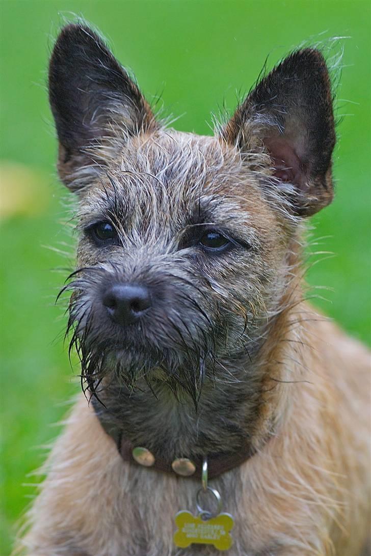 Cairn terrier Mysli billede 1