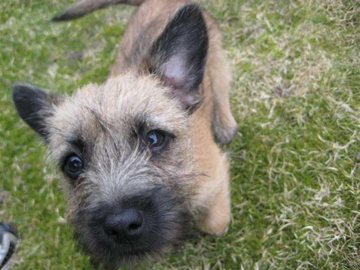 Cairn terrier Mysli billede 2
