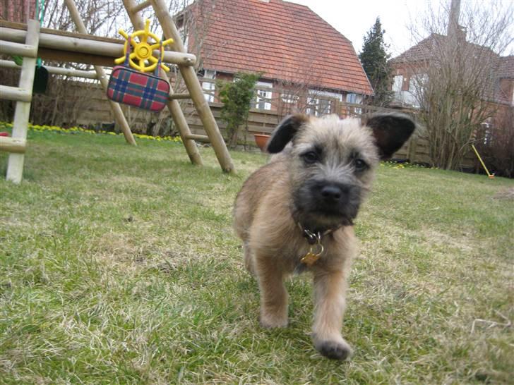 Cairn terrier Mysli billede 3