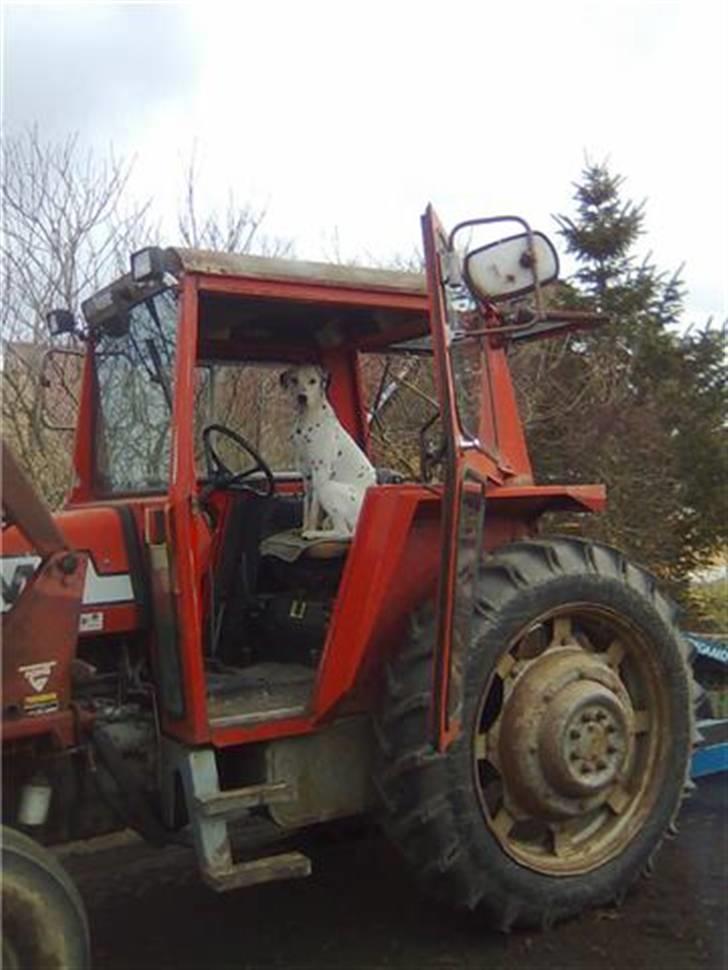 Dalmatiner Magnus - Magnus elsker at køre traktor! billede 10