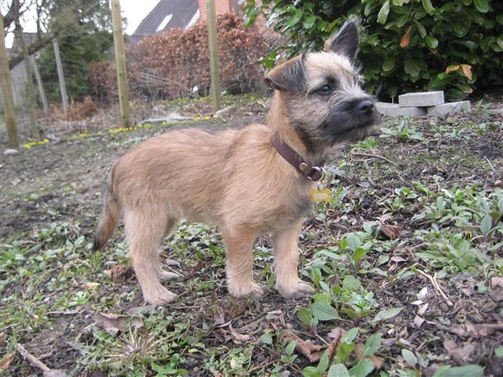 Cairn terrier Mysli billede 4
