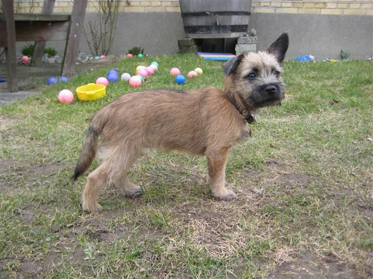 Cairn terrier Mysli billede 5