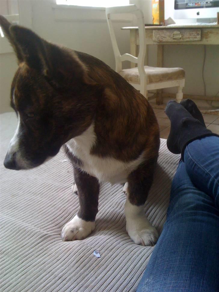 Welsh corgi cardigan Leopold billede 17