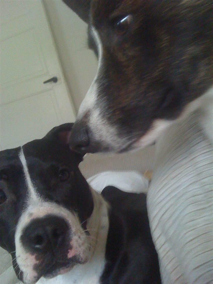 Welsh corgi cardigan Leopold billede 18