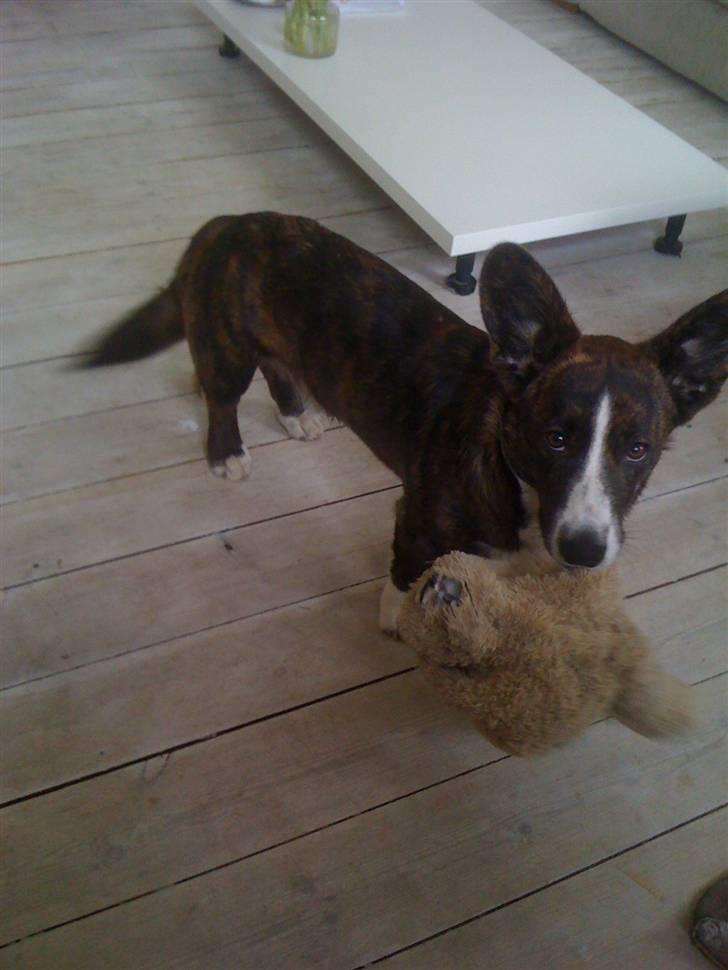 Welsh corgi cardigan Leopold billede 19