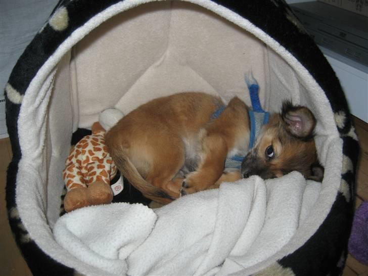 Chihuahua Victor billede 1