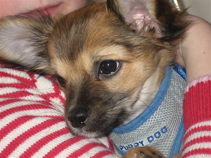 Chihuahua Victor billede 2